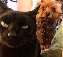 When the cat is planning to kill you amp the dog is trying to warn you