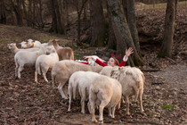 When the Christmas card photo shoot with the sheep goes wrong