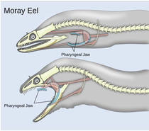 When the jaws open wide theres more jaws inside thats a Moray