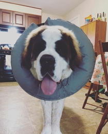 When they dont make a cone of shame big enough for you so you get a giant neck donut instead X-post raww