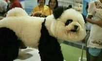 When you are a dog and you need to survive in China