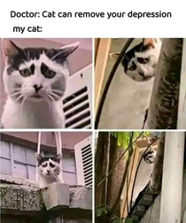 When you have this kind of cat