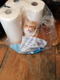 When you want to help put away the groceries but theres a bag and youre a cat