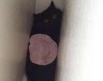 When your cat gets stuck in the wall and you throw ham on it