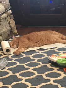 When your cat loves paper towel