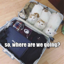 Where are we going