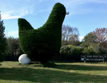 Which came first the chicken or the hedge