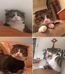 Which cat are you today