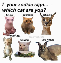 Which one are you I am a bingus