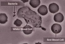 white blood cell chases bacteria