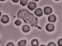 White blood cell pursues bacteria
