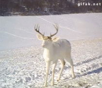 White deer surprised by his own antlers shedding