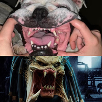 who did it better x-post from rBulldogs