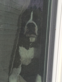 Who else has a dog that looks out the window as if youre going off to war when youre actually just going to Walmart