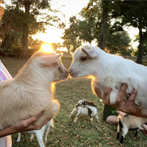 who else relates to the third goat sniffing his butt