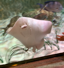 Who gave this stingray a Kylie Lip Kit