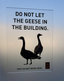 Who keeps letting the geese in the building