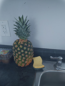 Who lives in a pineapple next to the sink 