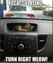 Who needs a GPS when you have cats
