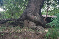 Who wants to have a tree-some