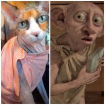 Who wore it better My cat opal or Doby the house elf 