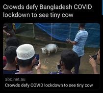 Who wouldnt Its a tiny cow
