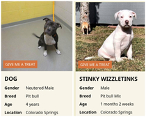 Whoever is in charge of naming animals at my local humane society is having quite the week