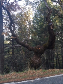 Whoever put those eyes in the tree Fuck you