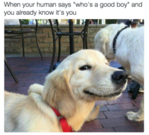 Whos a good boy
