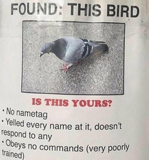 Whos bird this 