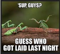 Whos tha MANtis