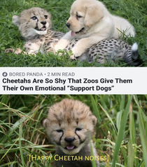 Why are you reading this Look the cheetah