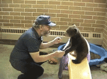 Why bears dont trust people