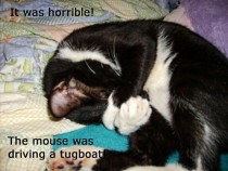 why cats shouldnt watch cartoons