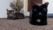 Why do my cats look like theyre about to drop the hottest album of 