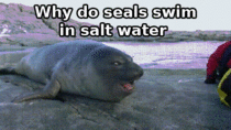 Why do seals swim in salt water