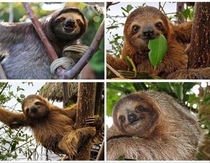 Why do sloths always look like they are hearing some hot gossip