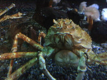 Why do this crab look like he about to start tellin me how it was back in his day