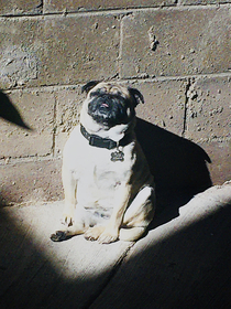 Why does my pug look like a renaissance painting