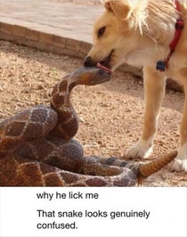 Why he lick me