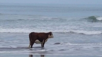Why is there a lonely cow at the beach