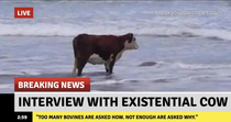 Why now brown cow
