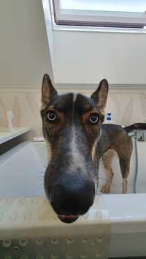 Wide-angle turned my dog into a horse