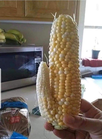 Wife has really gotten into gardening this year but all she grows is corn