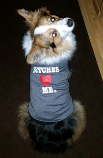 Wife said she bought the dog a shirt Came home to this