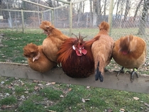 Wife thinks were raising the Hugh Hefner of roosters I can see her point
