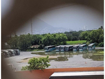 Wild buses drinking water