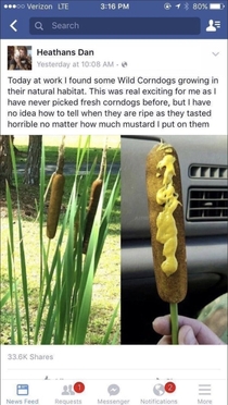 Wild Corndogs