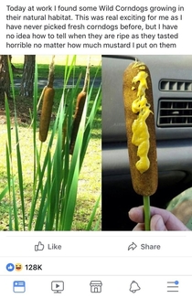 Wild corndogs