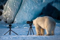 Wild photographer